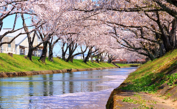 五条川の桜並木