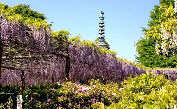 曼陀羅寺