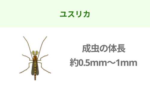 ユスリカのイラスト