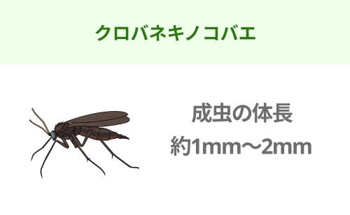 クロバネキノコバエのイラスト